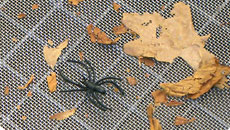 Insektenschutz durch Rollos und Spannrahmen mit UV- und witterungsbeständigen Fiberglasgeweben.